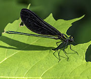 Damselfly